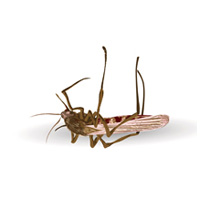 Morte do insecto